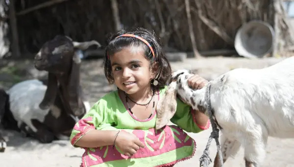 Livelihood goat