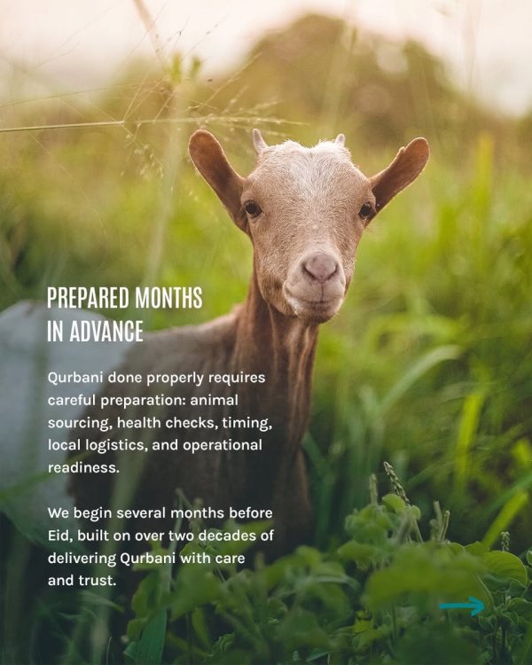 1 Goat or Sheep
